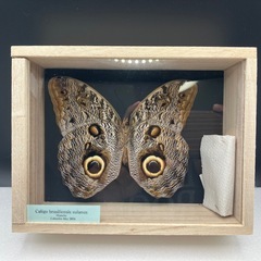 ブラジルフクロウチョウ標本の画像