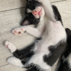 里親募集🐈‍⬛🐾②