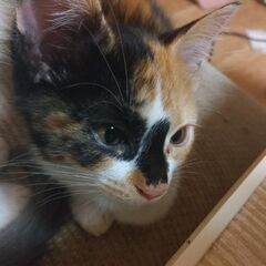 里親募集