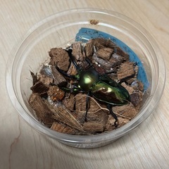 ニジイロクワガタ　雄×1  雌×3  計4匹【1セットのみ】の画像