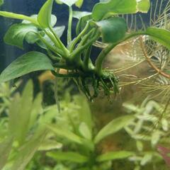 水草　アヌビアスプチ【商談中】