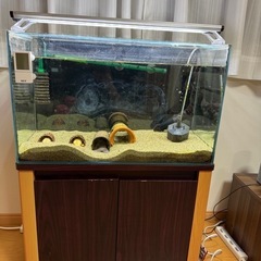 水槽60センチ、ラック生体付き