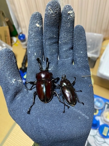ニジイロクワガタ　紫紺　幼虫　10匹