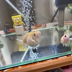 ピンポンパール 真っ白 かわいい金魚 1匹の画像