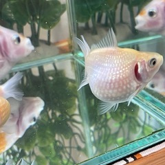 ピンポンパール 真っ白 かわいい金魚 1匹の画像