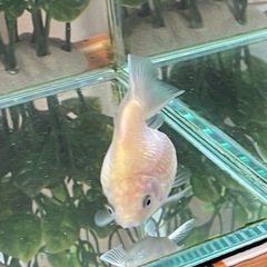 ピンポンパール 真っ白 かわいい金魚 1匹の画像