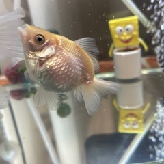 ピンポンパール 真っ白 かわいい金魚 1匹