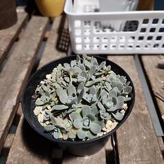(お話し中)多肉植物　子持蓮華