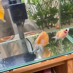 ピンポンパール ふっくら かわいい金魚 1匹の画像
