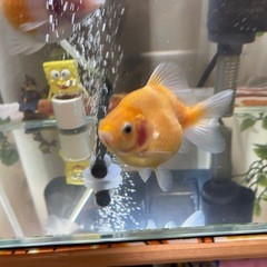 ピンポンパール ふっくら かわいい金魚 1匹の画像