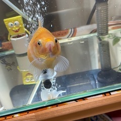 ピンポンパール ふっくら かわいい金魚 1匹の画像