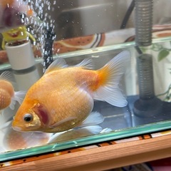 ピンポンパール ふっくら かわいい金魚 1匹の画像