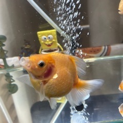 ピンポンパール ふっくら かわいい金魚 1匹