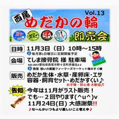 めだかイベント メダカイベント めだか販売 メダカ販売 めだかの...