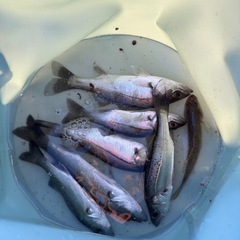 釣りについて！