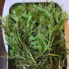 ベトナムスプライト　水草　
