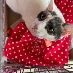 推定1歳の三毛猫ちゃん☆（代理投稿）