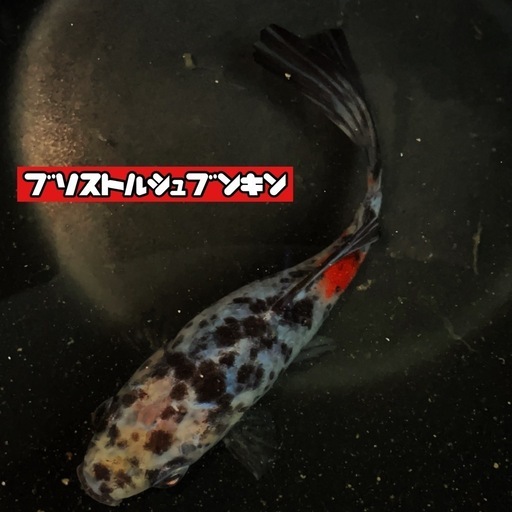 激渋っ〜‼️ブリストル朱文金魚