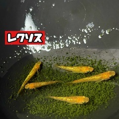 12月セール❣️7匹セット🐟メダカ　レクリス🐟