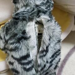 ネコ　リボンの画像