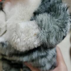 ネコ　リボンの画像