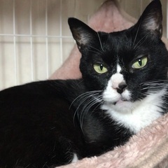  🎃10月26日(土)👻島忠ホームズ昭島店様にて『保護猫カフェ ...
