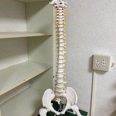 脊髄模型