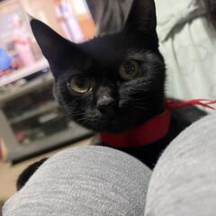 とっても可愛い子猫の福猫　大阪引き渡し可