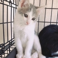 子猫祭り‼️🎃10月26日(土)👻島忠ホームズ昭島店様にて『保護...