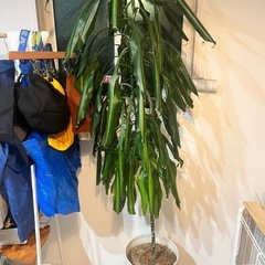 謎の観葉植物