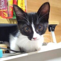 10/27日曜日　譲渡会in川崎市動物愛護センター　子猫から大人猫まで
