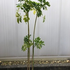 ホンコンカポック シェフレラ 観葉植物 植木