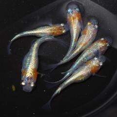 完売🙇🐟️三色体外光✨️お得６匹セット🉐 №7の画像