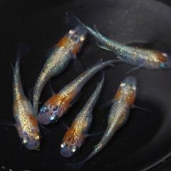 完売🙇🐟️三色体外光✨️お得６匹セット🉐 №7の画像