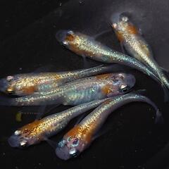 完売🙇🐟️三色体外光✨️お得６匹セット🉐 №7の画像