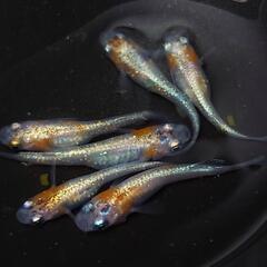 完売🙇🐟️三色体外光✨️お得６匹セット🉐 №7の画像