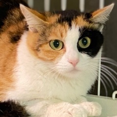 三毛猫の女の子ヴィフ