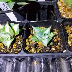 アガベ　王妃雷神錦　白中斑