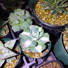 アガベ　王妃雷神錦　白中斑の画像