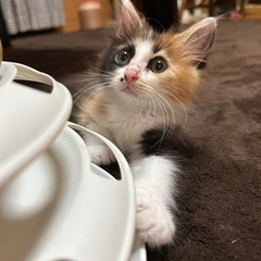生後4ヶ月の三毛猫なぎちゃん☆