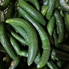 166収穫した漬物、きゅうりになります！値段は5キロで1000円になっております。1セット限定販売です。の画像