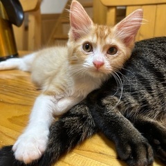 生後4ヶ月の茶白のるいくん☆ − 愛知県