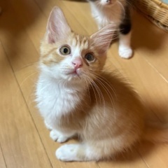 生後4ヶ月の茶白のるいくん☆ - 愛知郡