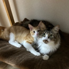 生後4ヶ月の茶白のるいくん☆ - 里親募集