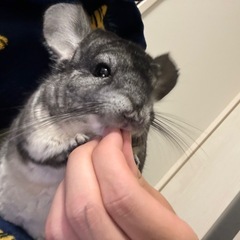 里親募集 チンチラ