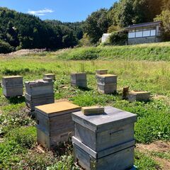天然・国産・生ハチミツ　【春霞】春の訪れを感じる、贅沢な香りと味わい。の画像
