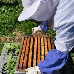国産・天然・生ハチミツ 200g /【針槐(アカシア)】 透き通る美しさ、爽やかでクセのない味わい。の画像
