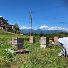 国産・天然・生ハチミツ / 初めての方におすすめ！200g 4本セットでお得にお試しの画像