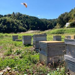 国産・天然・生ハチミツ / 初めての方におすすめ！200g 4本セットでお得にお試しの画像