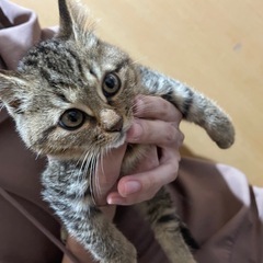 保護しました。
